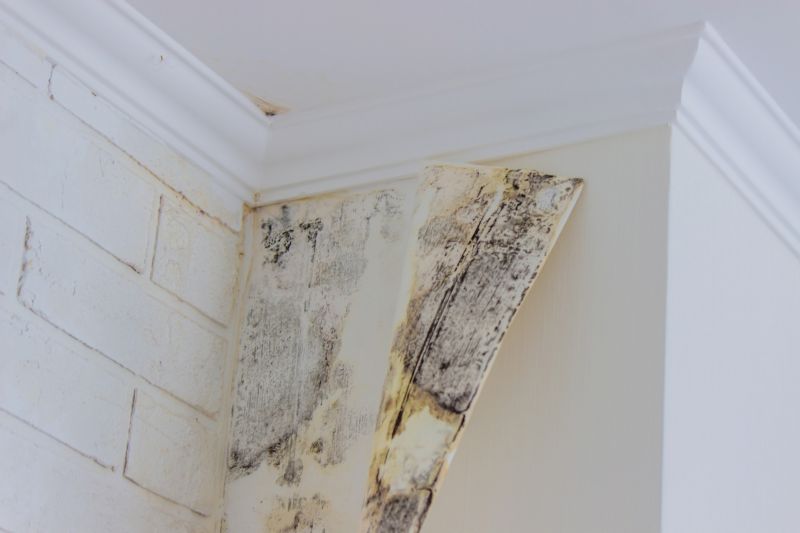 Attic Mold Remediation in Frisco, TX