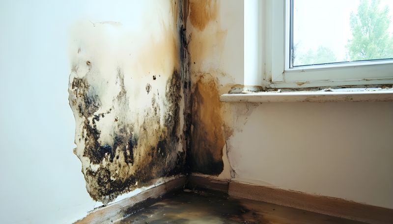 Attic Mold Removal in Fort Worth, TX