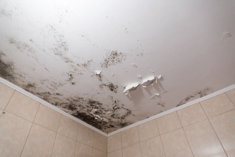 Attic Mold Removal in Jupiter, FL
