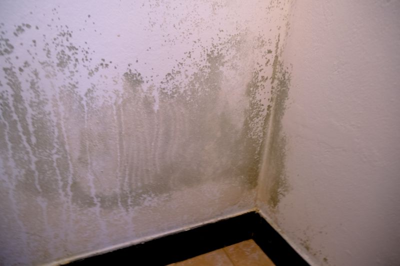 Attic Mold Removal in Bergen County, NJ