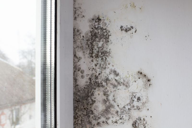 Black Mold Remediation in Fort Lauderdale, FL
