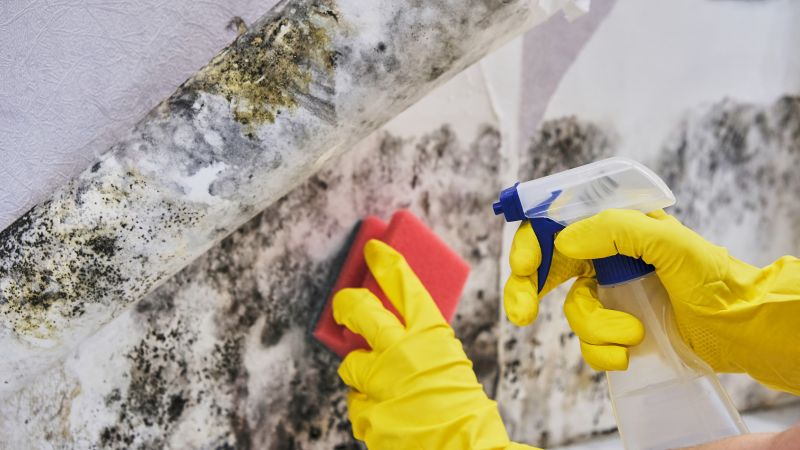 Black Mold Remediation in Jupiter, FL