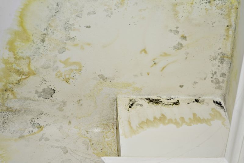 Mold Abatement Service in Dallas, TX