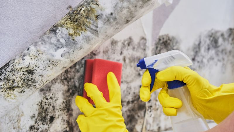 Mold Removal in Boca Raton, FL